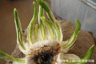 种球|水仙种球雕刻几刀,开出极品水仙花,惊爆眼球