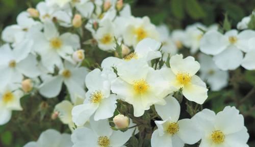  花期|四季常开的3种花，花期长，观赏价值高，管理容易，适合新手花友