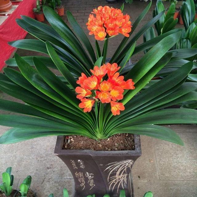 有些花不能“乱喷水”,这3种花叶片来点水,不知不觉就养死了