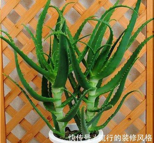 芦荟“真好养”，长了3米高，长成芦荟大树，叶子太厚，吃不完