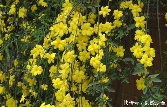 3种花好养易活，旺财又养人，比牡丹还美，年年开花美翻