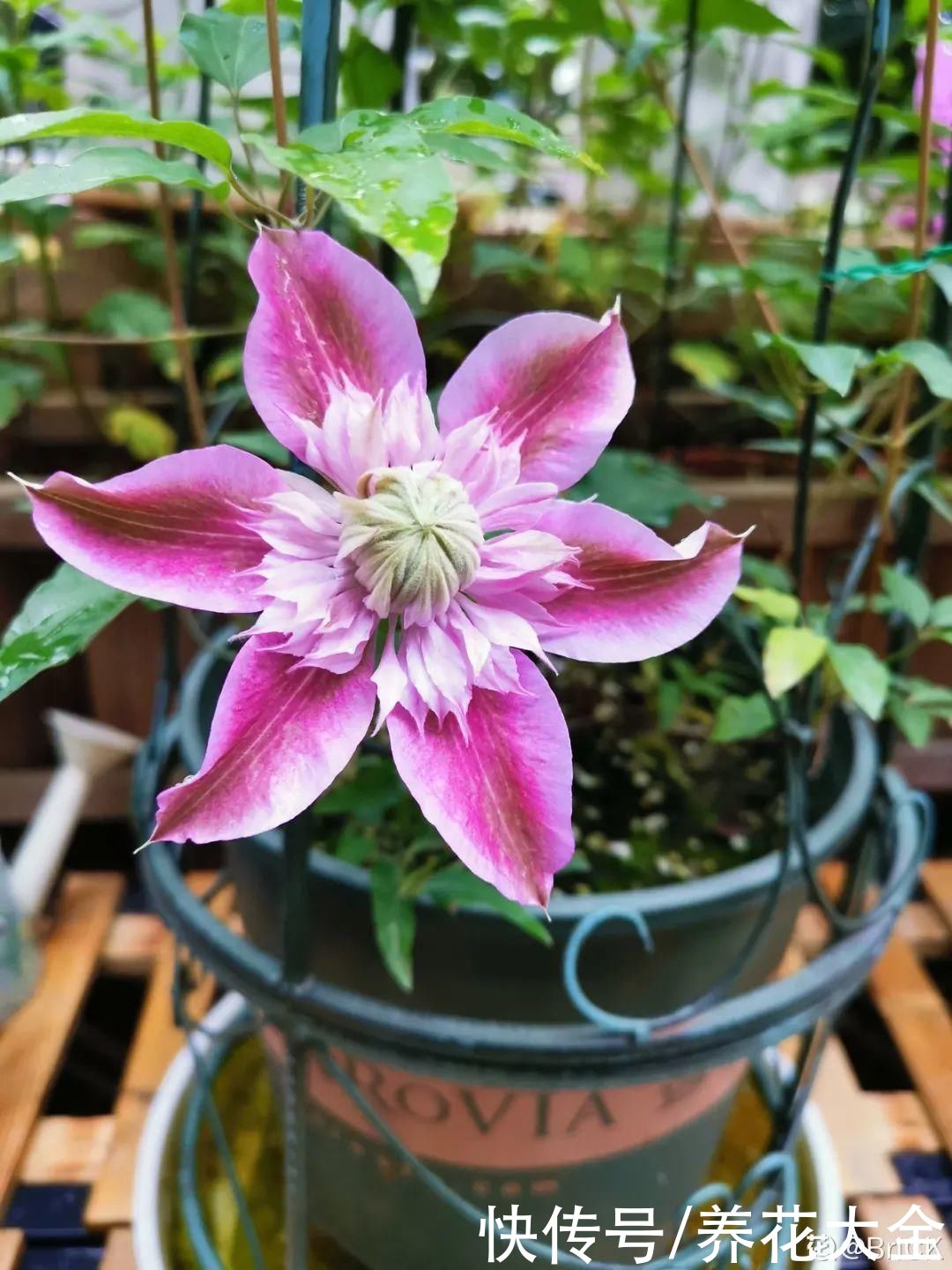 5月必养的铁线莲，耐热、好养、花期长，爬满一墙花