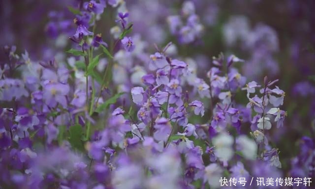 二月兰花开正盛，京城多处赏花圣地奉上~拿走不谢