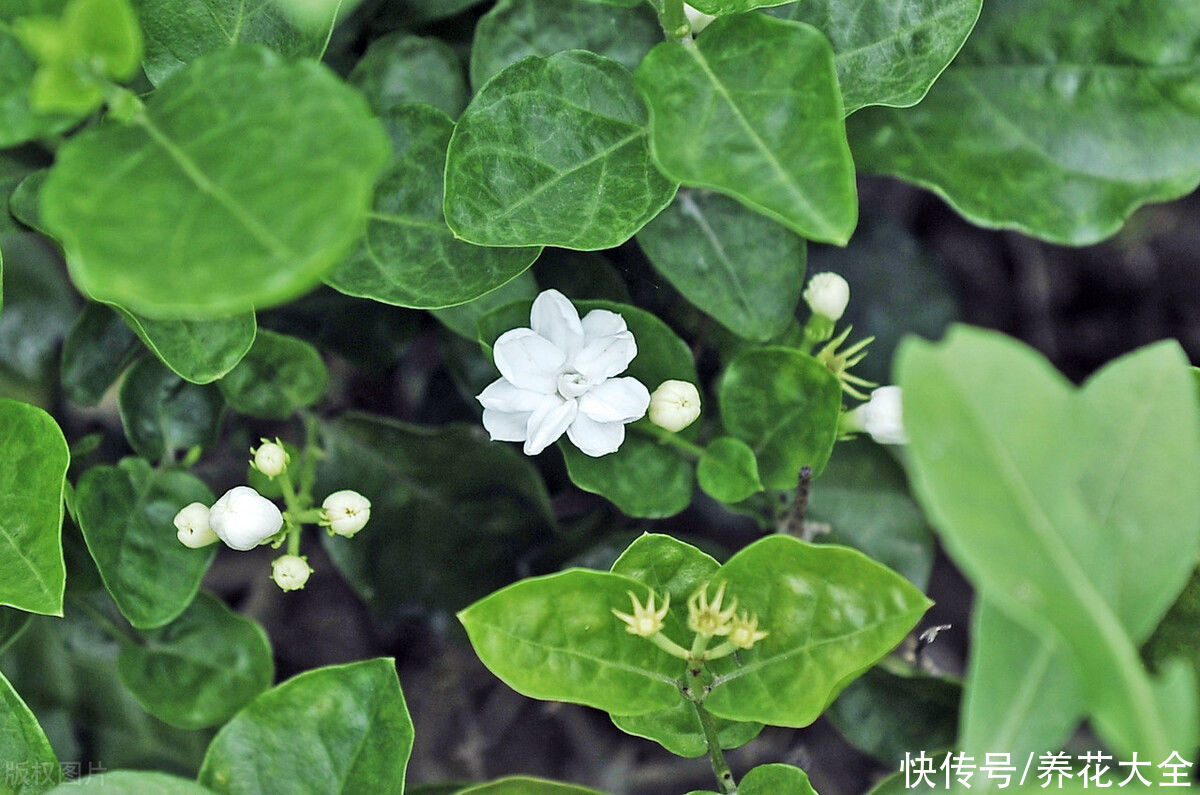 要点|六月份养茉莉花,记住6要点,花开爆盆
