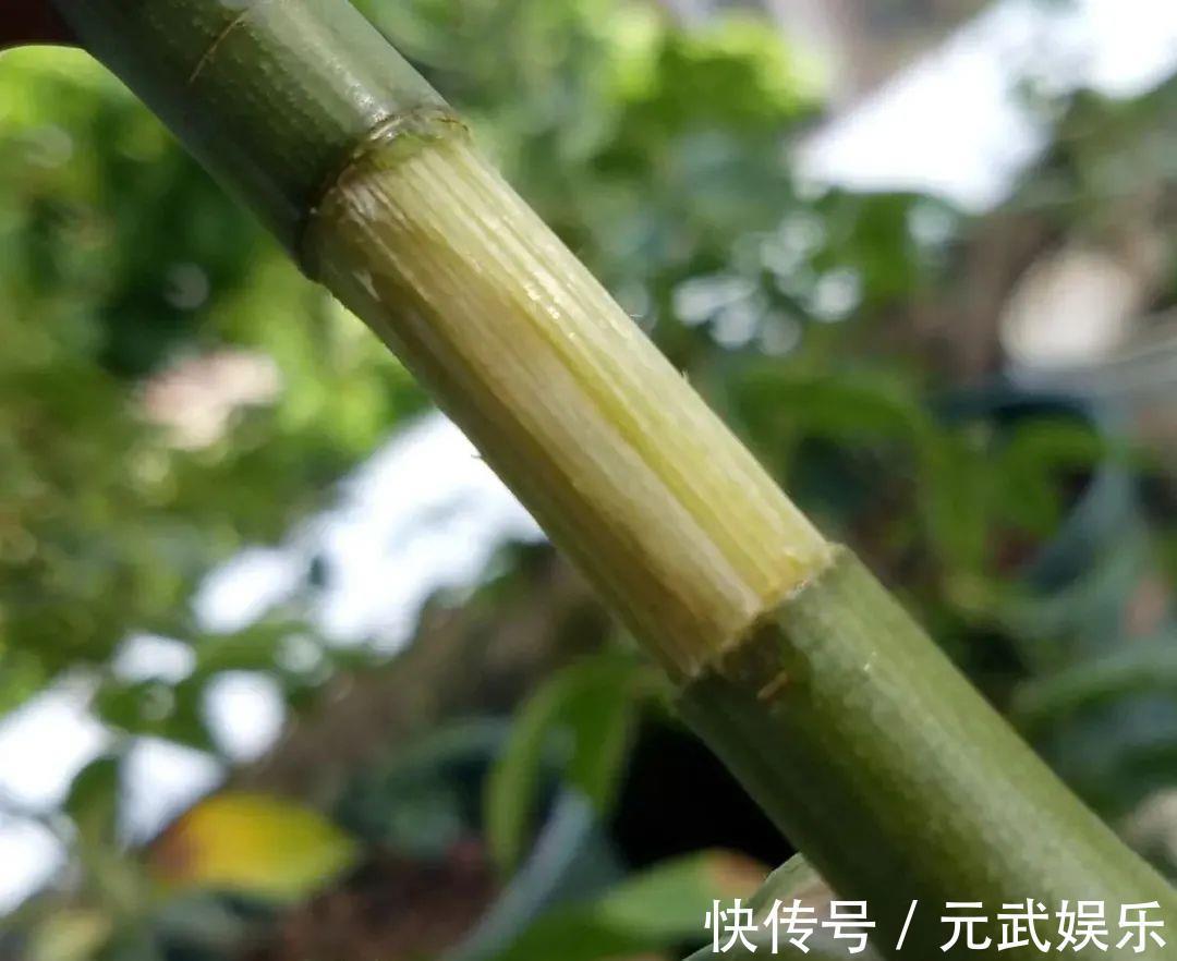 压条|养花技巧:给花切个小口子,埋土里100%生根,根本不用扦插!