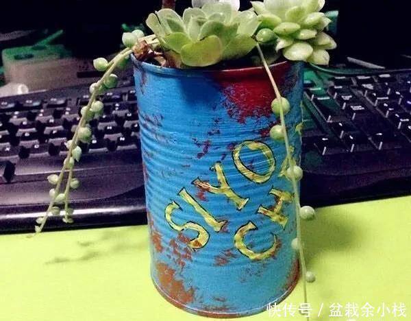 养花|家中旧物拿来养花,1个花盆也不用买,种了满屋的花,漂亮实用