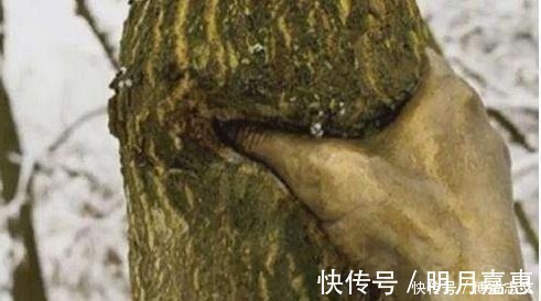 树干&世界上最“有力”的手,紧握树干长达半个世纪,一直都没有松开过