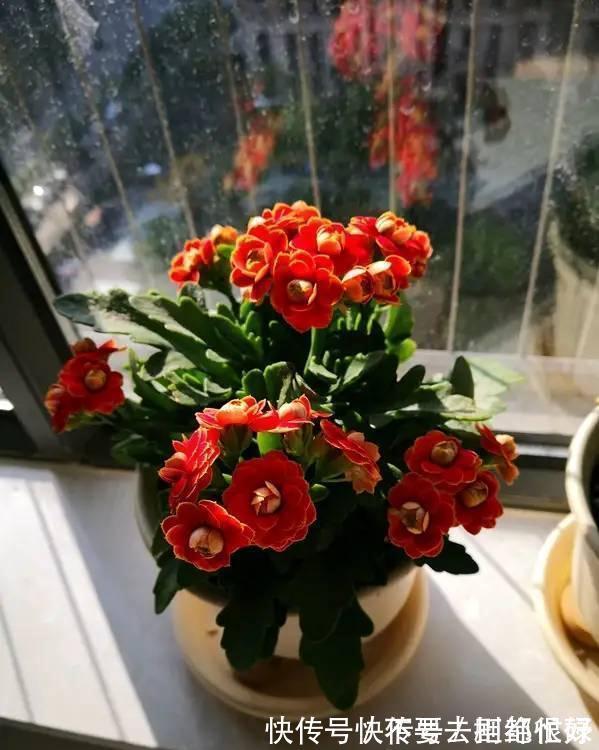 五种“吉祥花”,建议养一盆,不仅寓意好,还利于健康