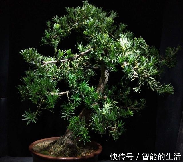 令人惊艳的国内花艺师盆景作品，平时很难见到，值得收藏与分享！