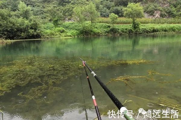 鲫鱼|钓鱼不钓草,完全瞎胡跑找个草窝就开钓,那离“扑空”不远了