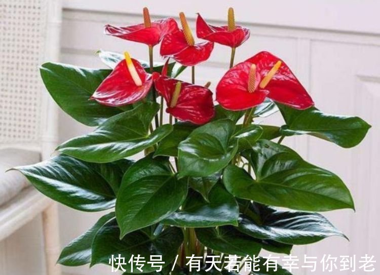 春天养此款花卉，不用操啥心，花色繁多易爆盆，娇艳欲滴