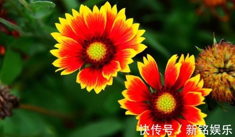 澎湖&此花花姿娇娆,色彩艳丽,优美的身姿让人眼花缭乱,象征同心协力