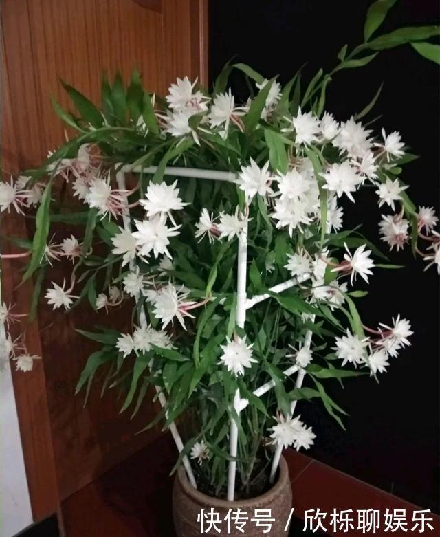 有机肥料|养了3年的昙花,终于开了50朵花,真是有“仙气”