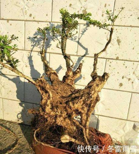 云贵大山的“黄杨市场”，是“原则”与艺术的碰撞，你站谁呢