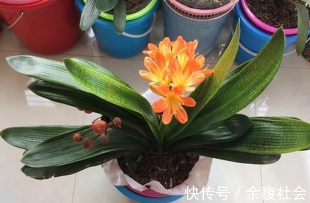 花友|生活中给君子兰吃上“3种”东西，长得根旺叶绿，年年都开花