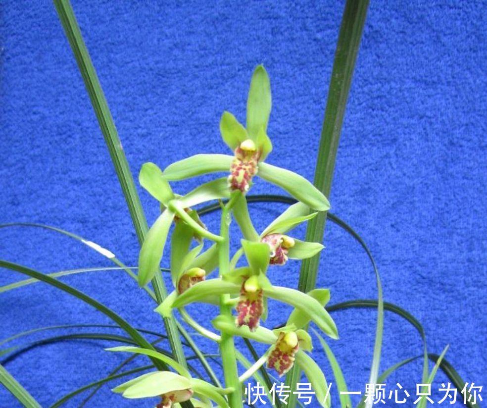 兰花真难养吗,看看这个实例你就明白了