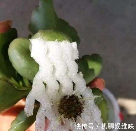 扦插|多肉扦插不用土,胶囊板一套,3天就能冒白根!