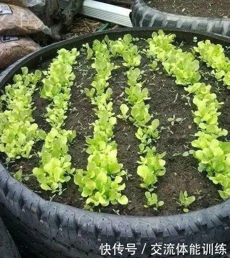 把菜种自家墙上,多得吃不完,太震撼!