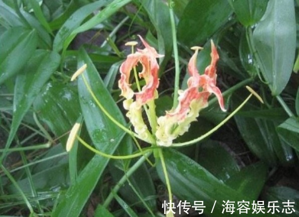 痛风|治疗痛风的“特效药”，长在农村没人要，城里根本看不到