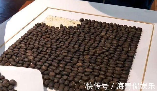 麻烦|长寿花最喜欢这种肥,盆里埋一点,一年施肥麻烦都省了