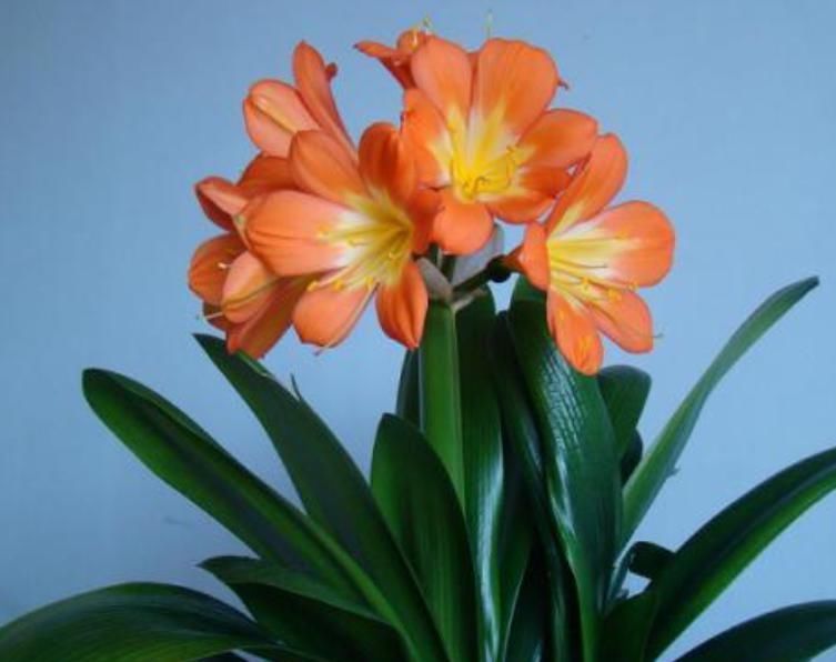 君子兰迟迟不开花别着急，几招催花方法，让君子兰砰砰开花