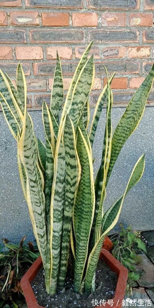 叶片|“最厉害”的生长水，虎皮兰吊兰文竹每月用一次，像打了激素一样疯长