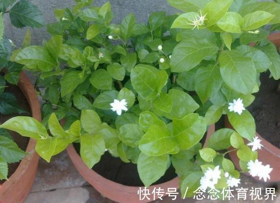 浇水|如何呵护刚买回家的花草盆栽？摸透这几点，养一盆活一盆