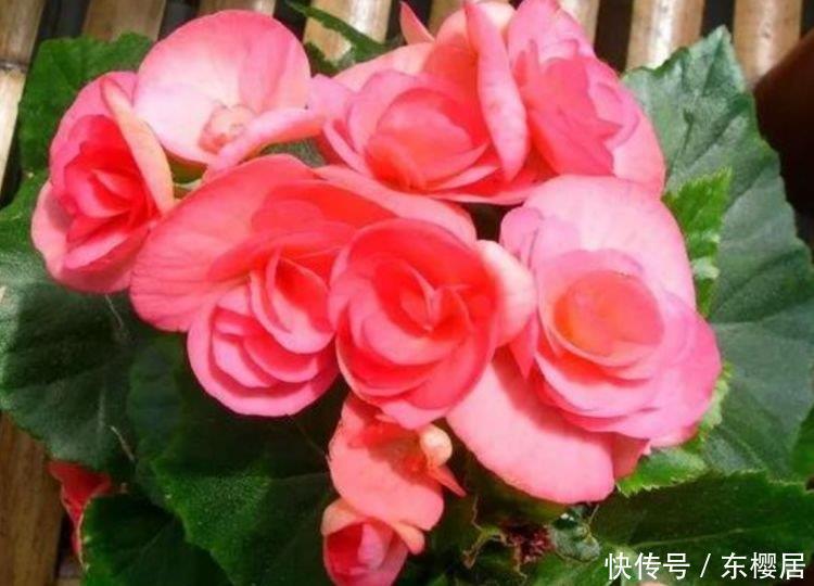 4种花是花卉中的劳模，给水就“疯长”，开花一簇簇，好养又漂亮