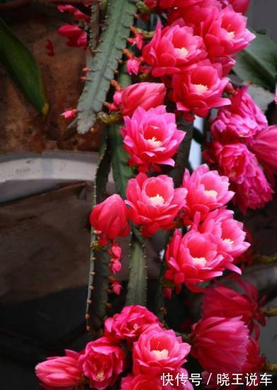 此花比荷花还美,好养好看长势旺,一次能开20朵,南北方都能养