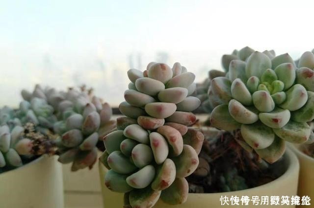 品种|你是在养多肉,不是在搞科研,低温露养要不得!