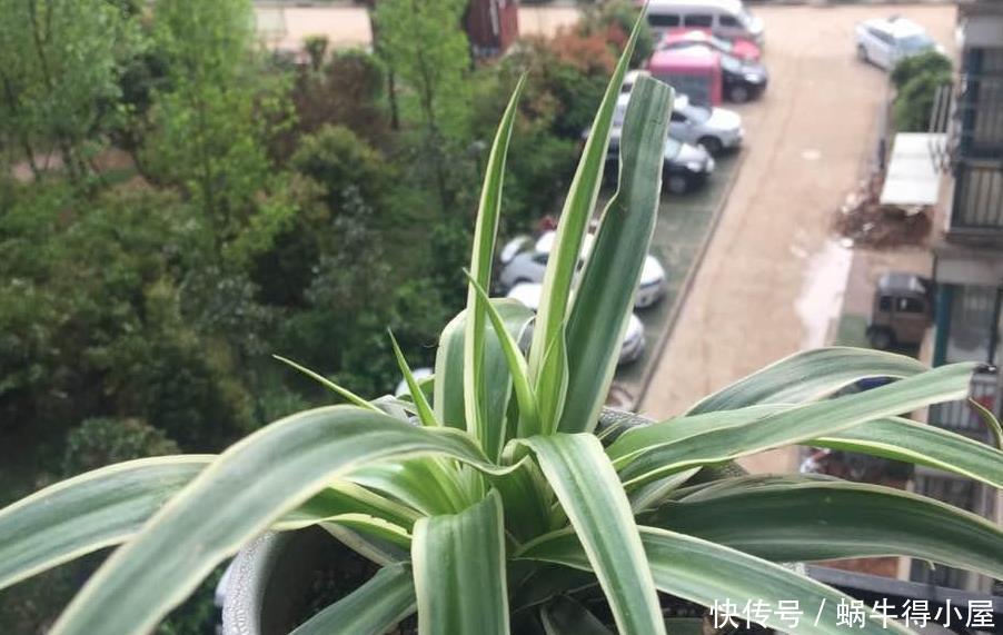 油绿|想让吊兰爆盆？容易！这么养护，叶子油绿养眼，年年疯长不停