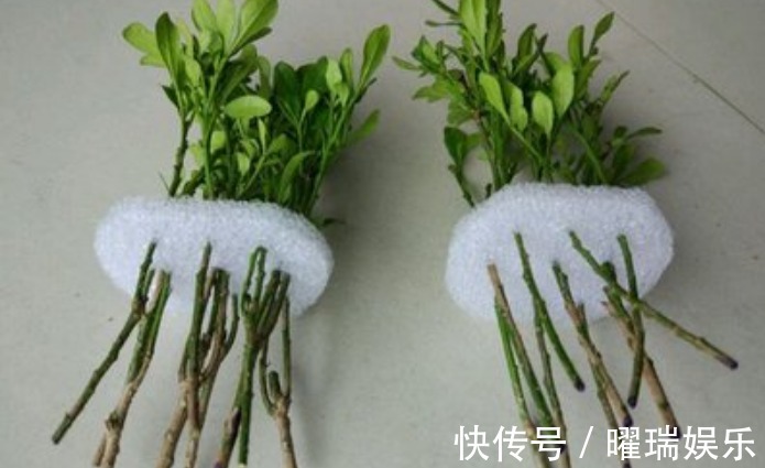 荣耀的象征之花,对于它的养植,你了解多少