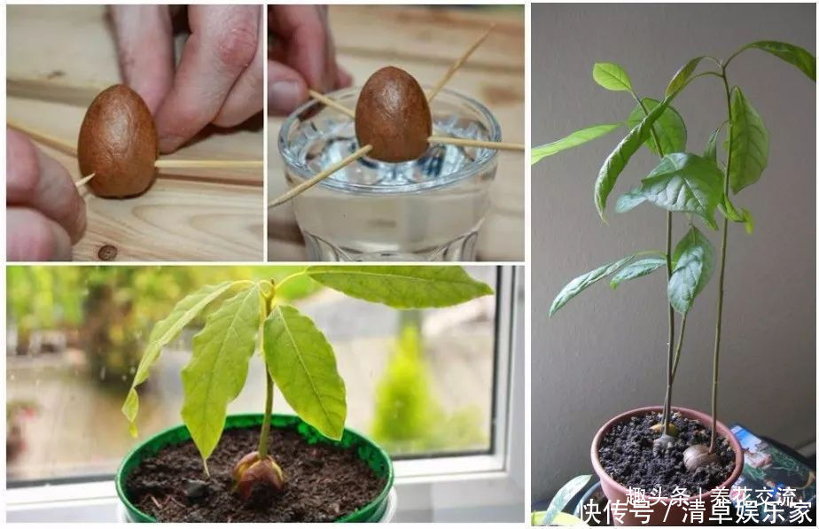 可爱|水果吃剩下的果核养成窗台上可爱的盆栽,你尝试过哪种