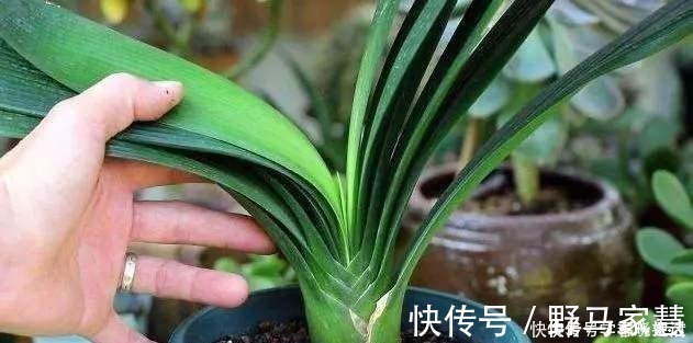 花友们|君子兰不见长，是僵苗还是养护不当教你“4招”，快速恢复活力！
