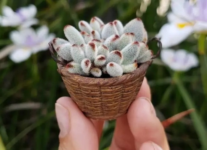 养护|指甲盖大小的多肉你见过吗自己在家就能养出来,可爱到心颤!