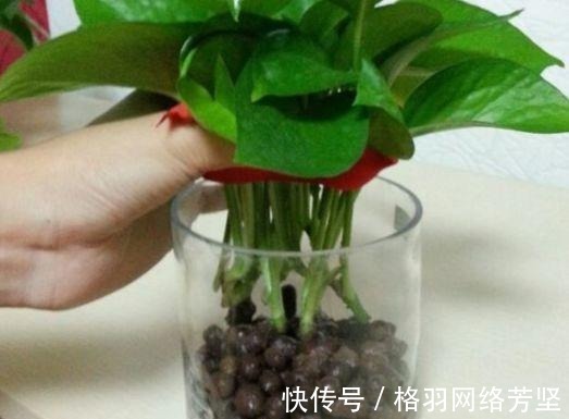 黄叶|绿萝又黄叶了, 这样一处理, 又是绿油油的一盆!
