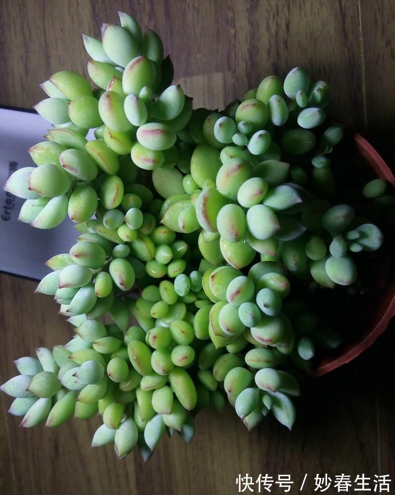 这“三多肉”入冬就开挂，叶片自带“香气”，遇水疯长憋成小老桩