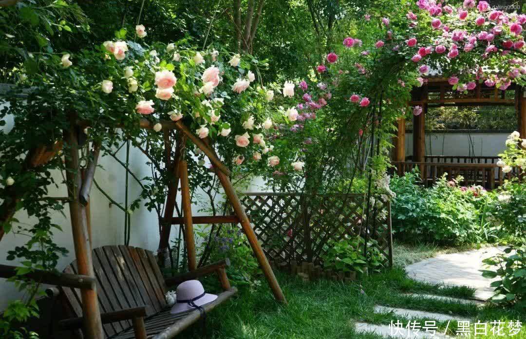 养护|有院子一定要养的“3种花”,花多花大又好看好养,美成一幅画