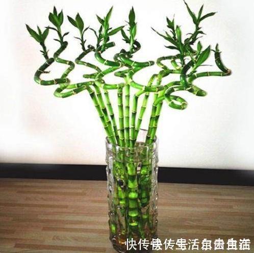 家里养花别瞎养2种花是大忌,6种花旺财还养人