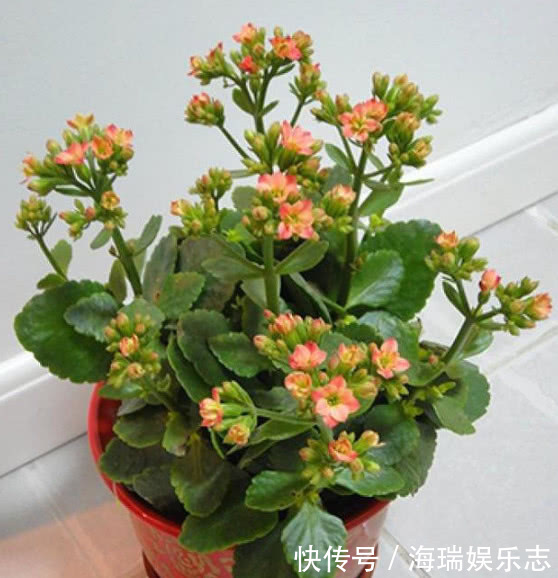 腐叶土|长寿花做好关键这点，安全度夏，天一凉快就开花不断，轻松爆满盆