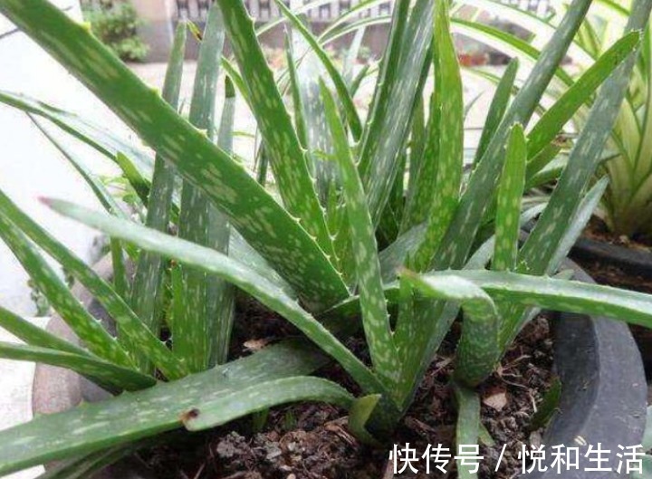 3种花养卧室,促进睡眠质量,植株漂亮上档次,一觉睡到自然醒!