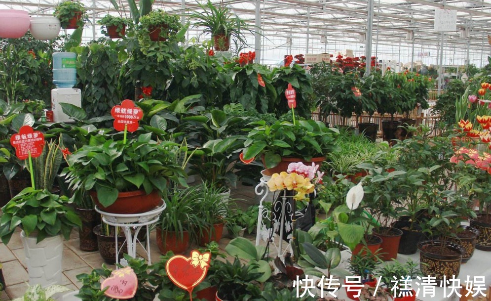 花店老板酒后吐真言，卖花套路多，越早知道越少花冤枉钱