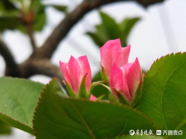 春天最适合赏花啦！临沂郯城一大棚里海棠花开艳丽多姿