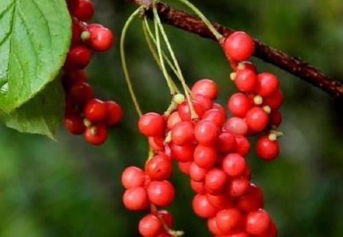 五味子茶|肝不好的人,建议每天坚持吃4种食物,养肝排毒,或许肝脏越健康