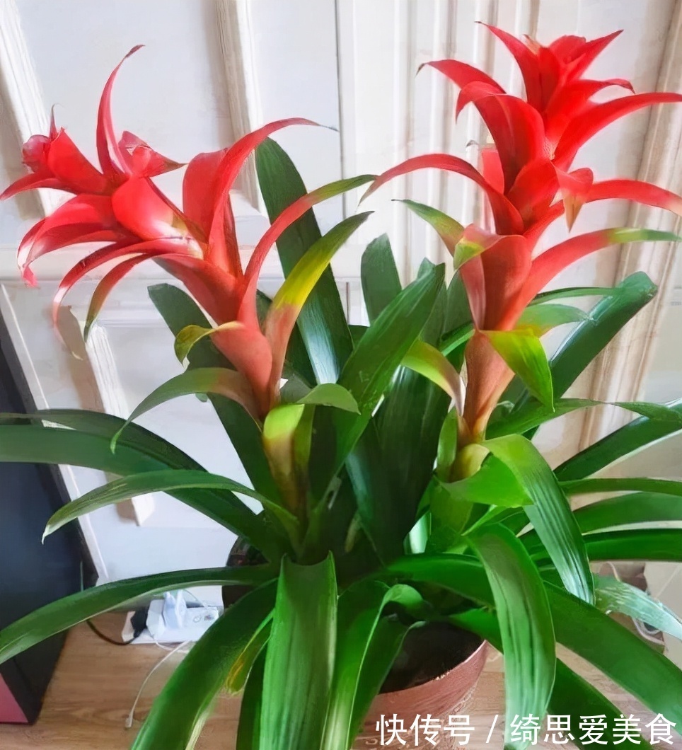 客厅想养“健康花”,建议从这12种里面选,不仅养人,还大气吉祥