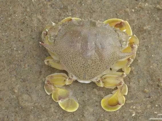 海鲜|渔民整理的海鲜大全,以后再也不怕不认识海鲜了