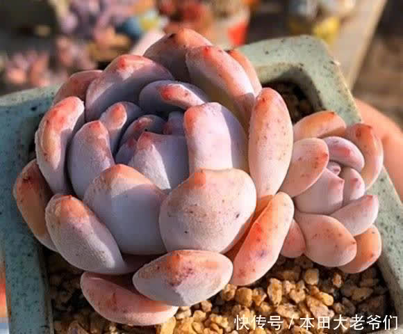 怎么养出“透红”的肉肉?多肉变红,只需2个条件,很简单