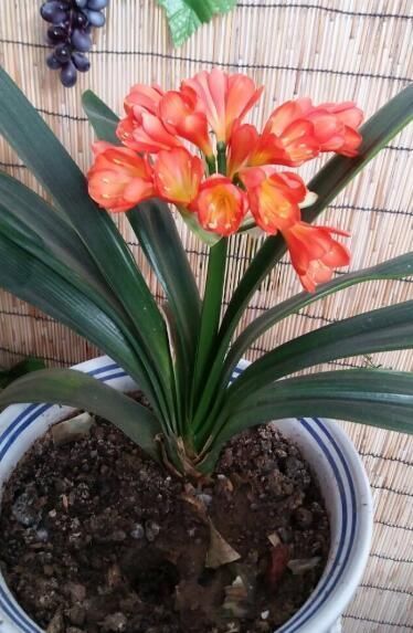 君子兰怕“3高”,怪不得一直不开花,避开后花开大如盘