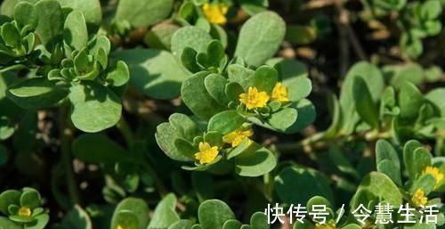 克星|它们是便秘的“克星”,每天换着吃,肠道畅通无宿便