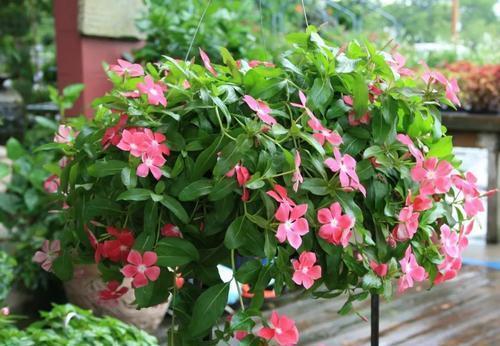 1米宽的防盗窗，照样能养5种花，开花一茬接一茬，谁见了都夸美